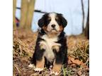 Bernese Mountain Dog Puppy for sale in Fredericksburg, OH, USA