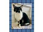 Adopt Theodore a Domestic Short Hair