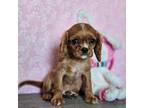 Cavalier King Charles Spaniel Puppy for sale in West Plains, MO, USA