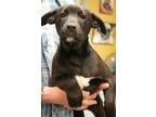 Adopt Donnie a Labrador Retriever, Mixed Breed