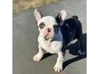French Bulldog Puppy for sale in Saint Clair, MO, USA