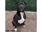 Adopt Toad a Pit Bull Terrier