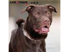 Adopt Wilbur a Labrador Retriever, Pit Bull Terrier