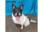 Adopt Bandit a Beagle, Australian Cattle Dog / Blue Heeler