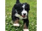 Mutt Puppy for sale in Dallas, TX, USA