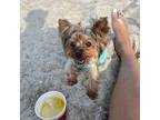 Yorkshire Terrier Puppy for sale in Jacksonville, FL, USA