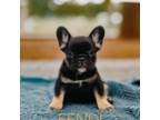 French Bulldog Puppy for sale in Sarasota, FL, USA