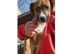 Adopt Doodles a Boxer