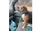 Adopt Apollo a Beagle