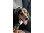 Adopt Max a Beagle