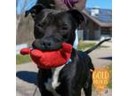 Adopt Christo a Pit Bull Terrier, Mixed Breed