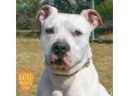 Adopt Chuckie a Pit Bull Terrier, Mixed Breed