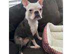 Adopt Chowder a Boston Terrier