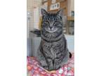 Adopt QUARTZ a Domestic Short Hair