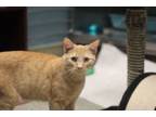 Adopt Ebi a Domestic Short Hair