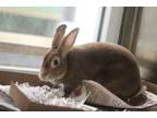 Adopt Buns a Bunny Rabbit
