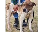 Adopt GARRETT Available NOW - ADOPTION or RESCUE! a Mixed Breed