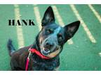 Adopt Hank a Cattle Dog