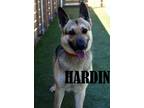 Adopt Hardin a German Shepherd Dog
