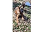 Adopt River a Belgian Shepherd / Malinois, German Shepherd Dog