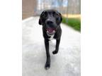 Adopt Boulder a Mixed Breed