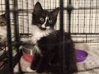 Adopt Moe 1 -(in foster) a Domestic Long Hair