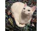 Adopt Oyster a Domestic Short Hair