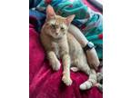 Adopt Amaretto a American Shorthair