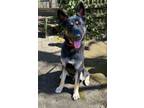 Adopt Dixon a German Shepherd Dog, Mixed Breed