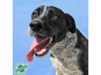 Adopt Cooper a Mixed Breed