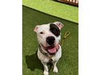 Adopt GHOST a Pit Bull Terrier