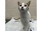 Adopt Pork Rind a Domestic Short Hair