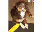 Adopt Remy-Australian shepherd a Australian Shepherd