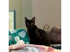 Adopt Joel a Domestic Short Hair