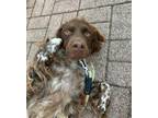 Adopt TX/Presto a Brittany Spaniel