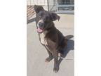 Adopt Brooks a German Shepherd Dog, Labrador Retriever