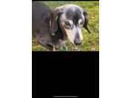 Adopt Vinny and Star a Dachshund