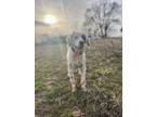 Adopt Winchester a English Setter