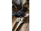 Adopt Apollo a German Shepherd Dog