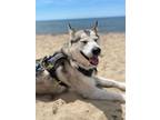 Adopt Ash a Siberian Husky