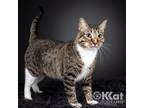 Adopt Larry a Domestic Short Hair, Tabby