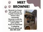 Adopt Brownie a Cane Corso, Pit Bull Terrier