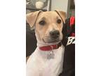 Adopt Rowdy a Jack Russell Terrier