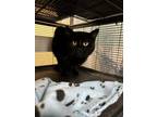 Adopt Mowgli a Domestic Short Hair