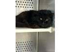 Adopt Buster a Domestic Medium Hair, Domestic Short Hair