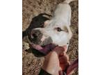 Adopt BANNER a American Staffordshire Terrier