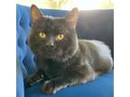 Adopt Bean a Domestic Short Hair