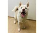 Adopt Bottega a Siberian Husky, Mixed Breed