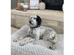 Adopt Available - Ruger a English Setter