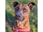 Adopt Lasso a Mixed Breed